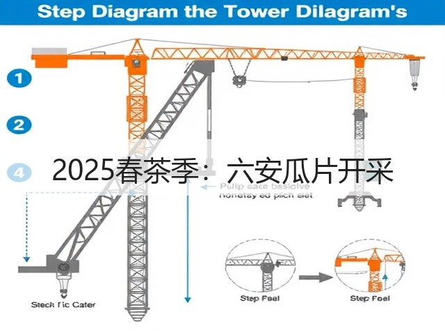 2025春茶季：六安瓜片开采