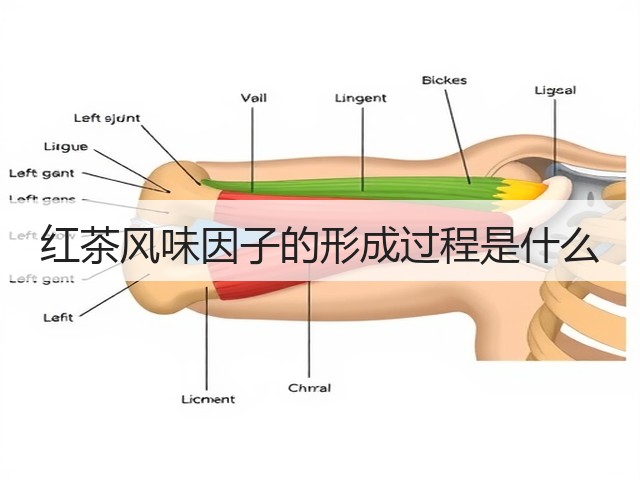 红茶风味因子的形成过程是什么