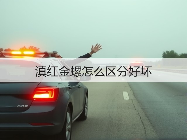 滇红金螺怎么区分好坏
