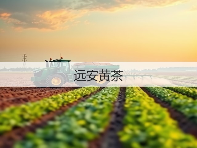 远安黄茶 远安黄茶
