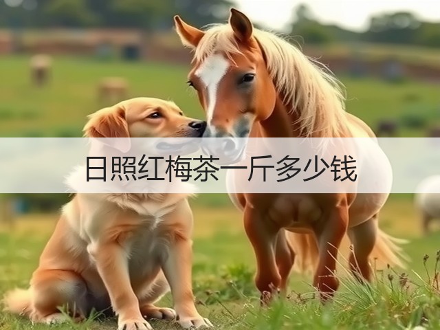 日照红梅茶一斤多少钱 日照红梅茶一斤多少钱