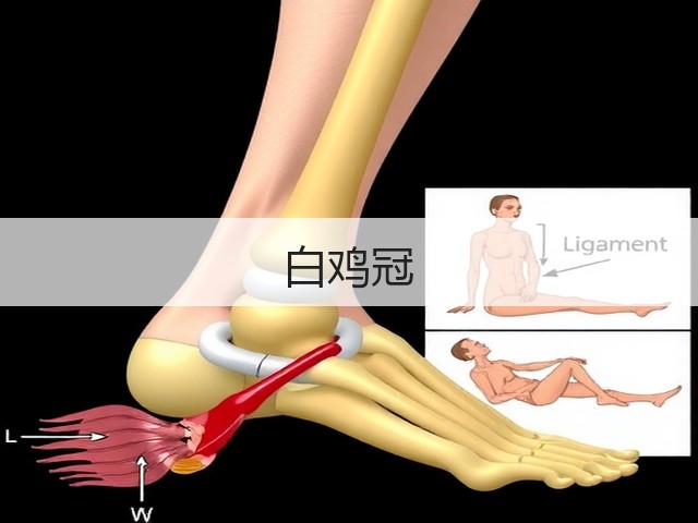 白鸡冠 白鸡冠