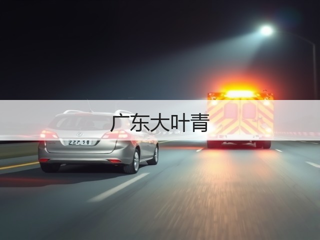 广东大叶青