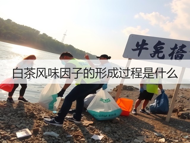 白茶风味因子的形成过程是什么 白茶风味因子的形成过程是什么