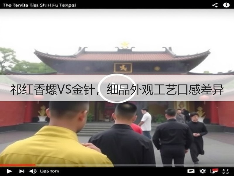 祁红香螺VS金针,细品外观工艺口感差异 祁红香螺VS金针,细品外观工艺口感差异