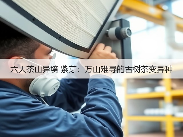 六大茶山异境 紫芽：万山难寻的古树茶变异种