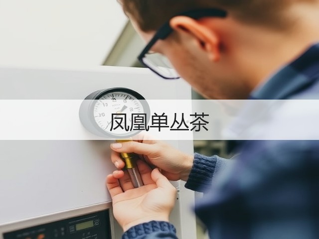 凤凰单丛茶
