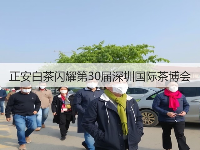 正安白茶闪耀第30届深圳国际茶博会 正安白茶闪耀第30届深圳国际茶博会