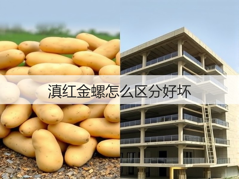 滇红金螺怎么区分好坏