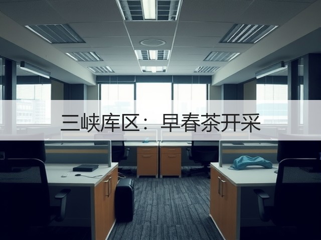 三峡库区：早春茶开采